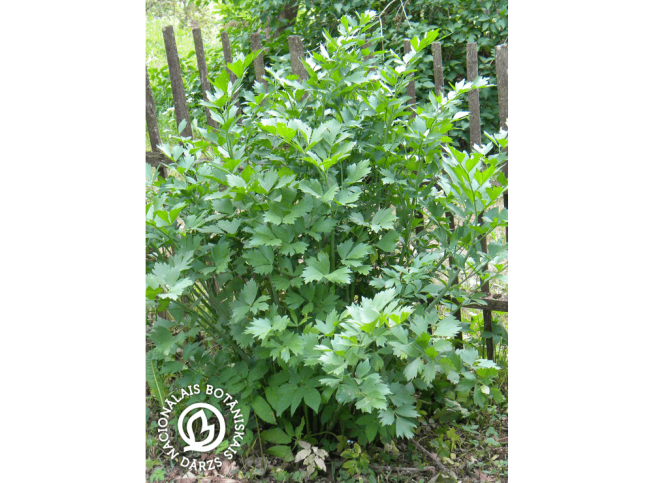 Levisticum officinale